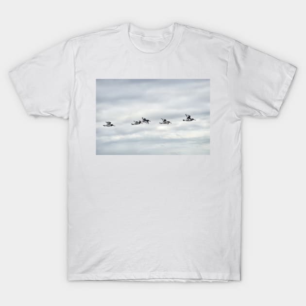 Five Oystercatchers in flight - Isle of Arran, Scotland T-Shirt by richflintphoto